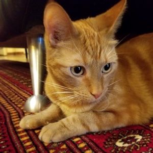 Meet your Posher, Gwen